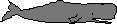 Spermwhale.gif (270 bytes)